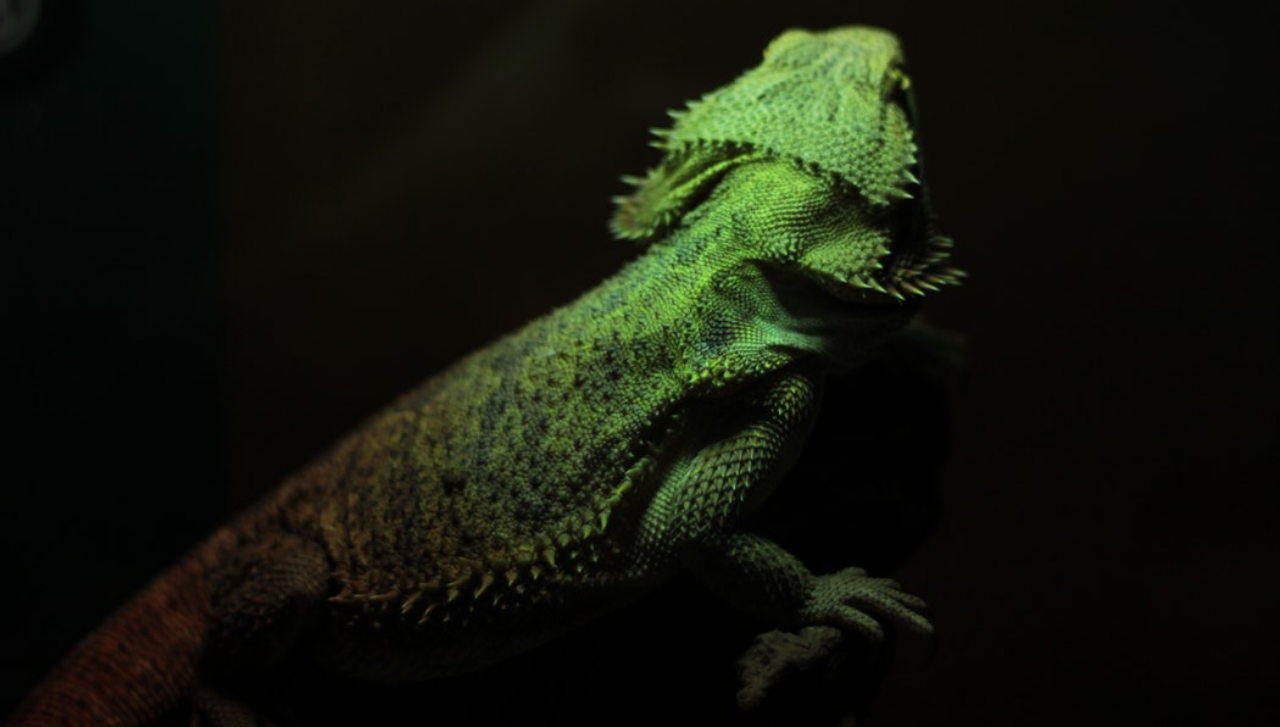 iguanaheader